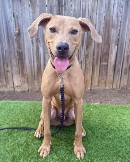 Enlarge Angelo, a Adoptable mixed breed in Washington, DC image 2/3