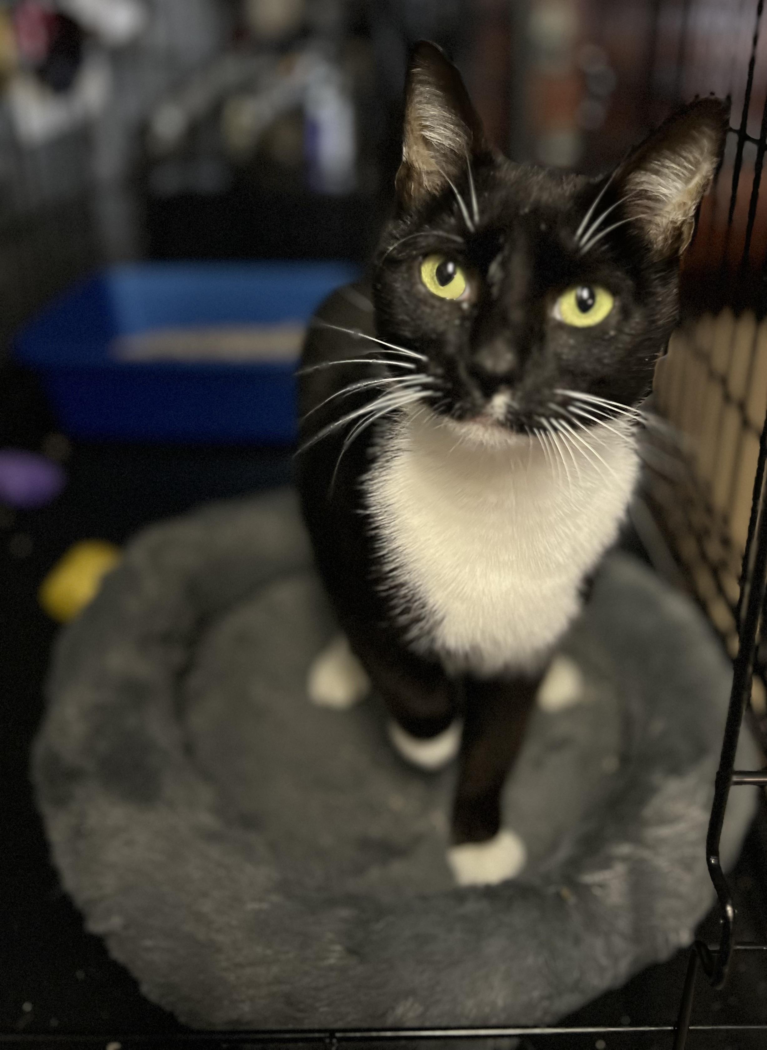 Enlarge Macina , a ADOPTABLE Domestic Short Hair in Staten Island, NY image 1/2