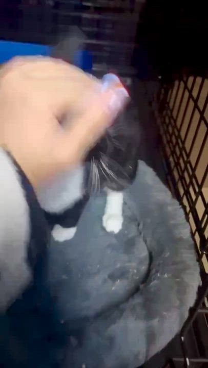 Enlarge Macina , a ADOPTABLE Domestic Short Hair in Staten Island, NY video 2/2