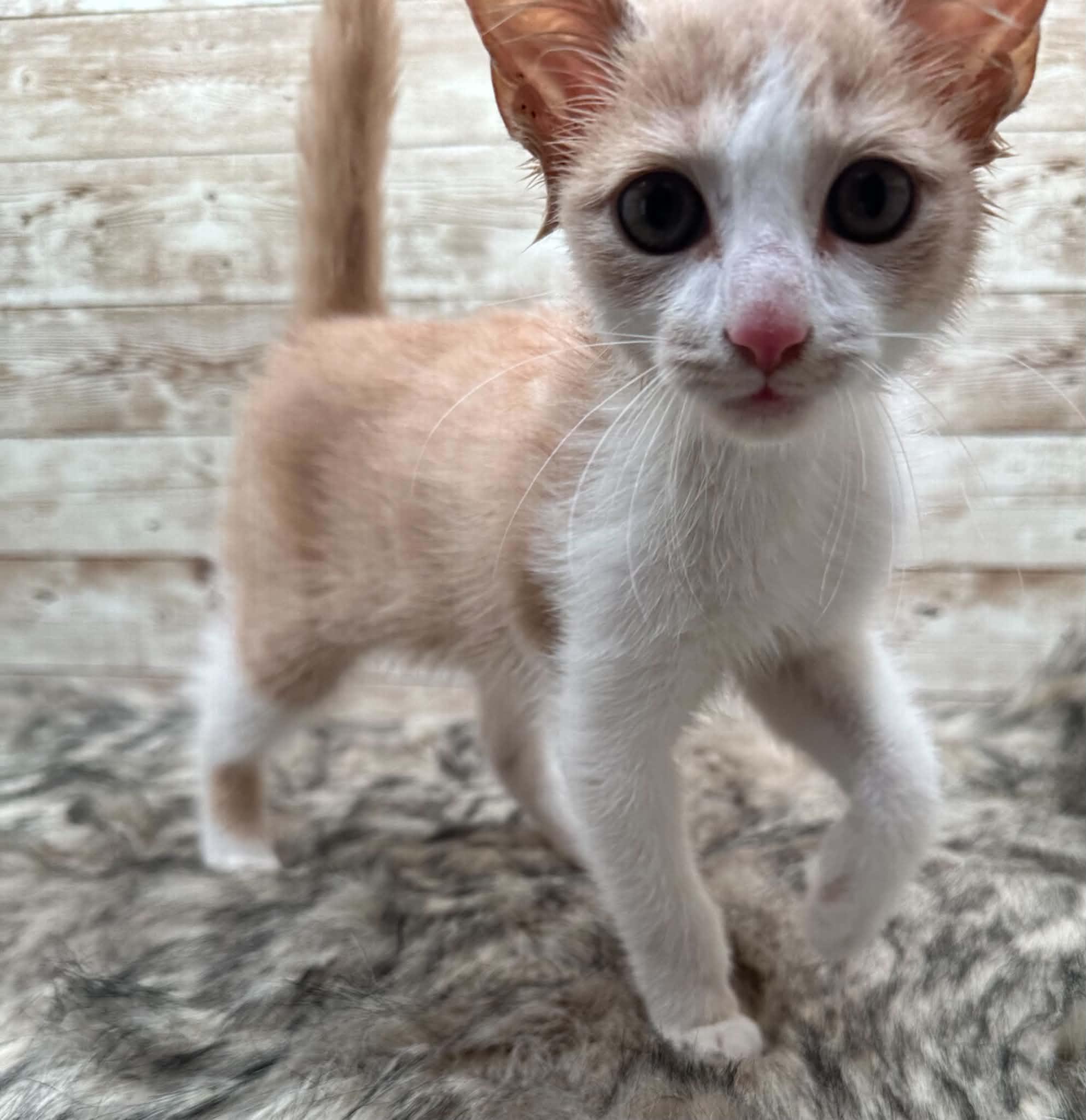 Enlarge Fernando, a ADOPTABLE Domestic Short Hair in Lexington, KY image 2/2