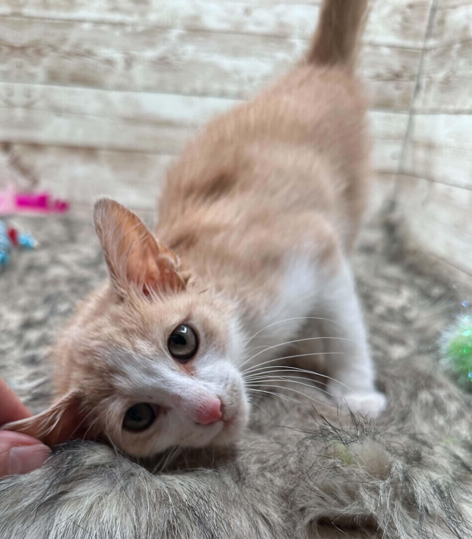 Enlarge Fernando, a ADOPTABLE Domestic Short Hair in Lexington, KY image 1/2
