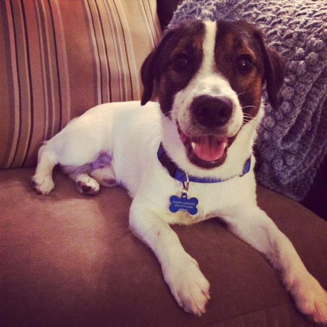 Roman, Adopted, Young Male Jack Russell Terrier.