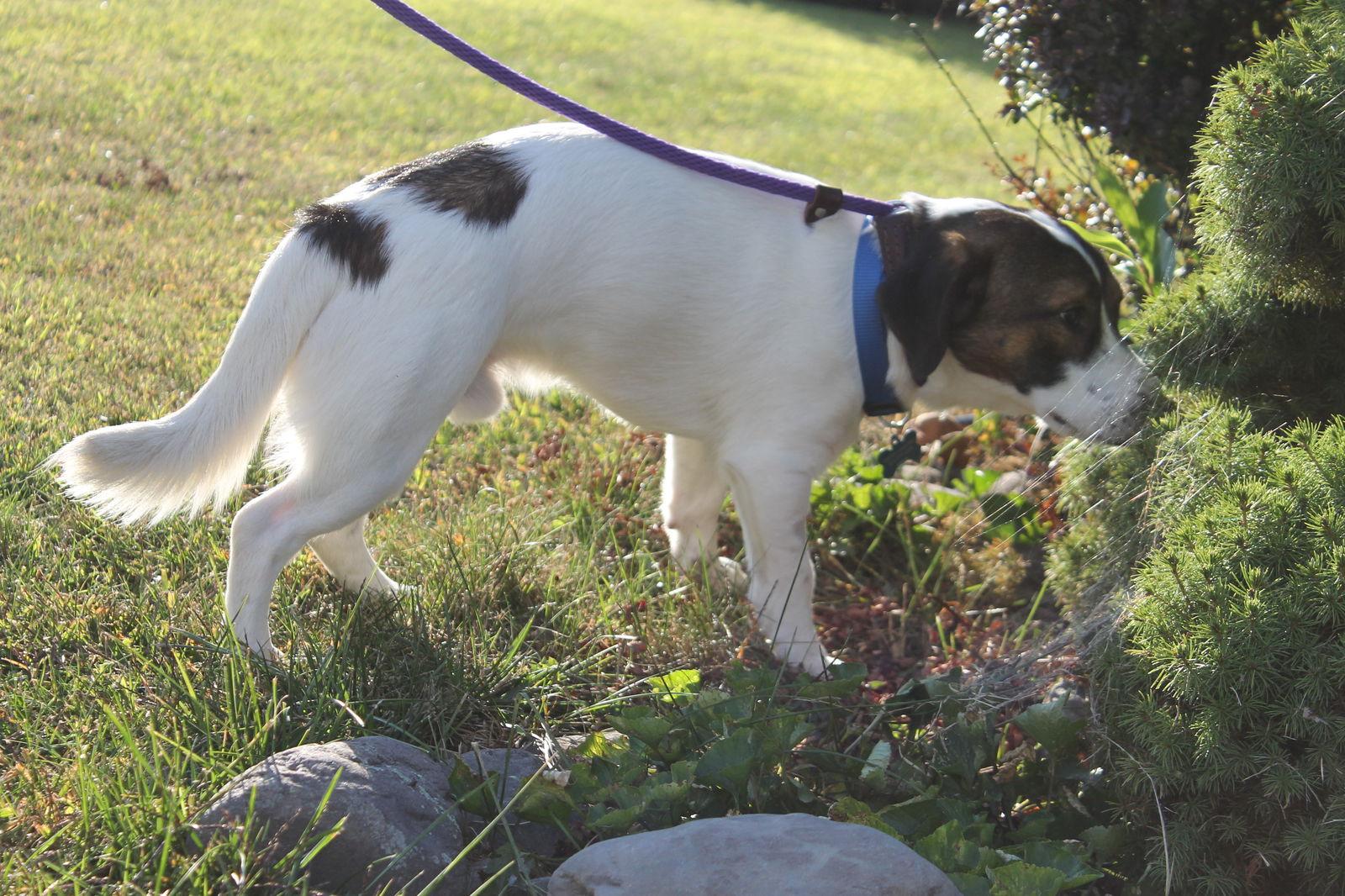 Enlarge Roman, a Adopted Jack Russell Terrier in Stroudsburg, PA image 2/3