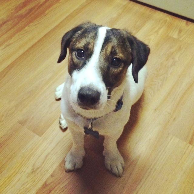 Enlarge Roman, a Adopted Jack Russell Terrier in Stroudsburg, PA image 3/3