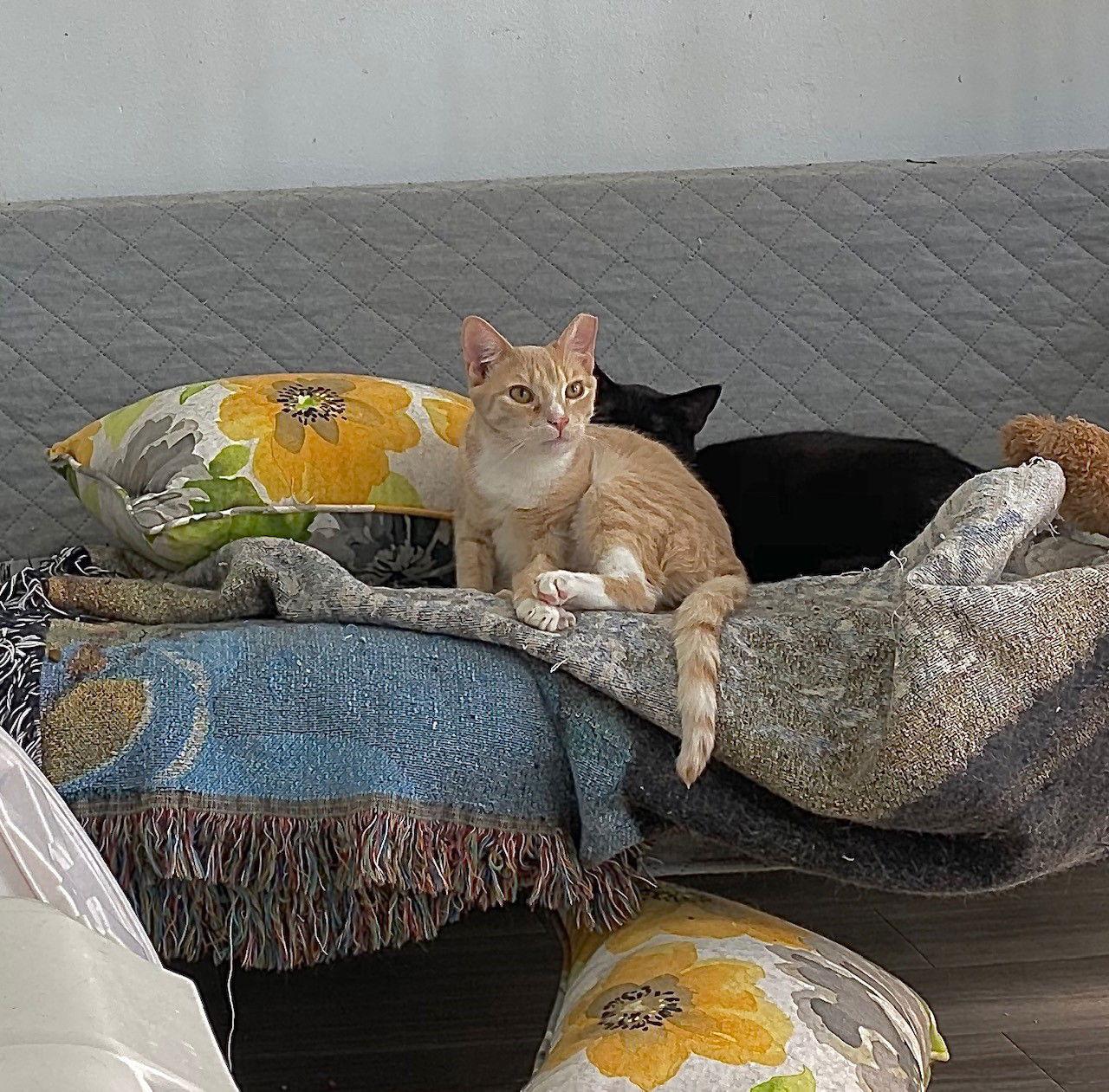 Garfield, a Adoptable Domestic Short Hair in Margate, FL image 1/3