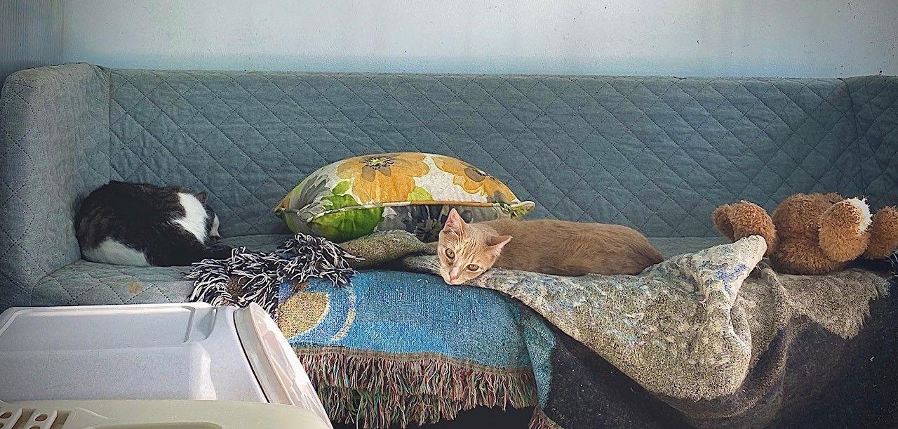 Garfield, a Adoptable Domestic Short Hair in Margate, FL image 2/3