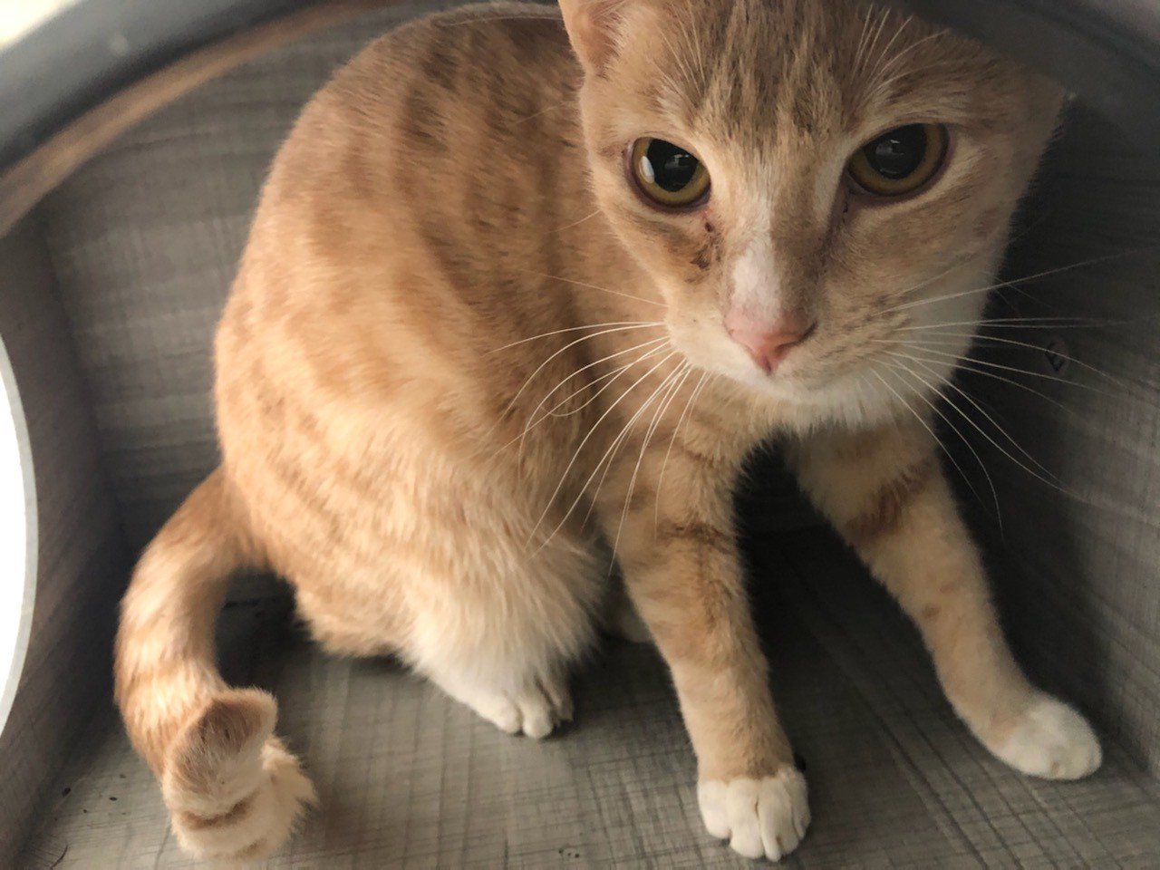 Garfield photo 2