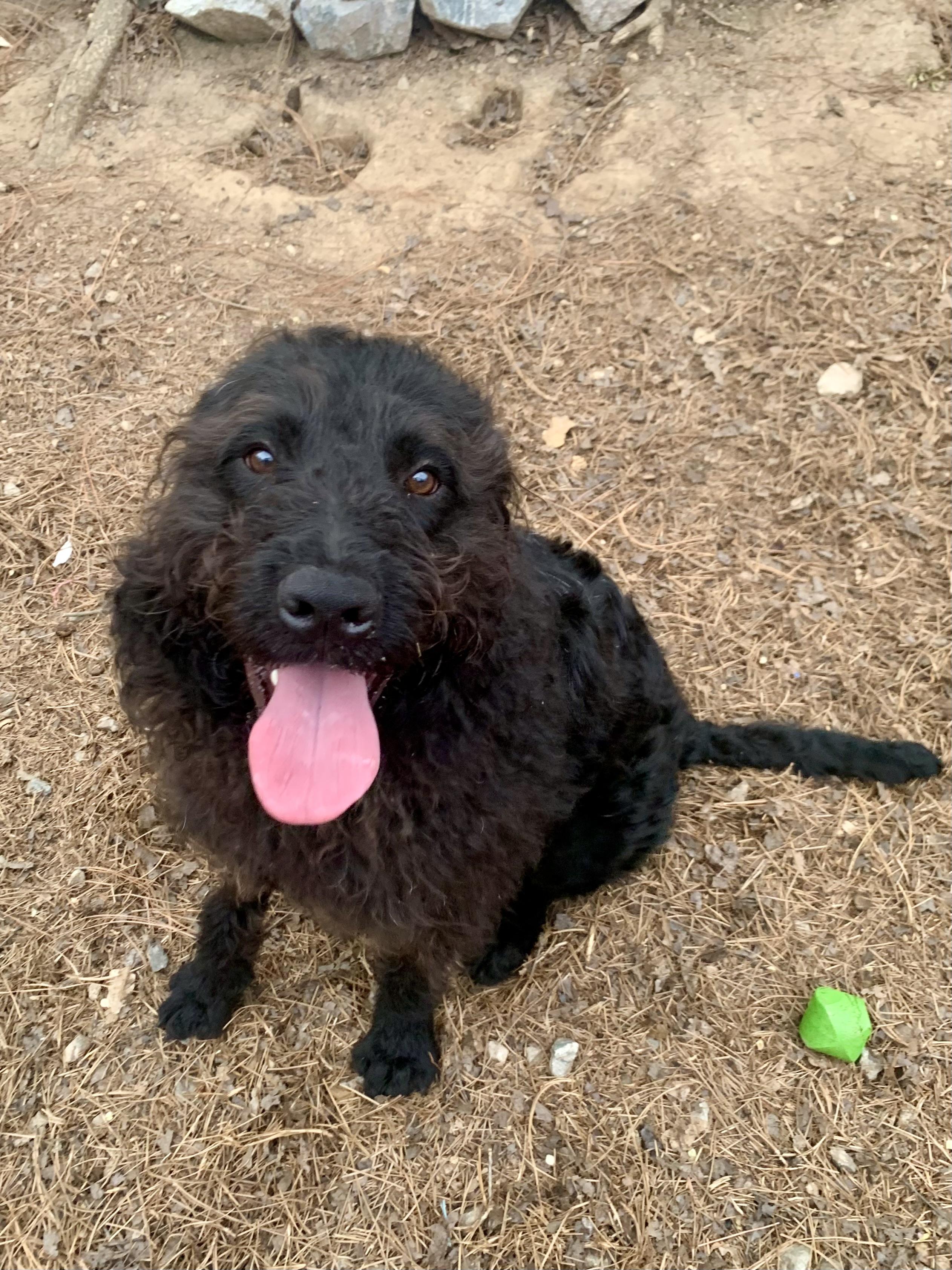 Enlarge Bear, a ADOPTABLE mixed breed in Richmond, VA image 4/4