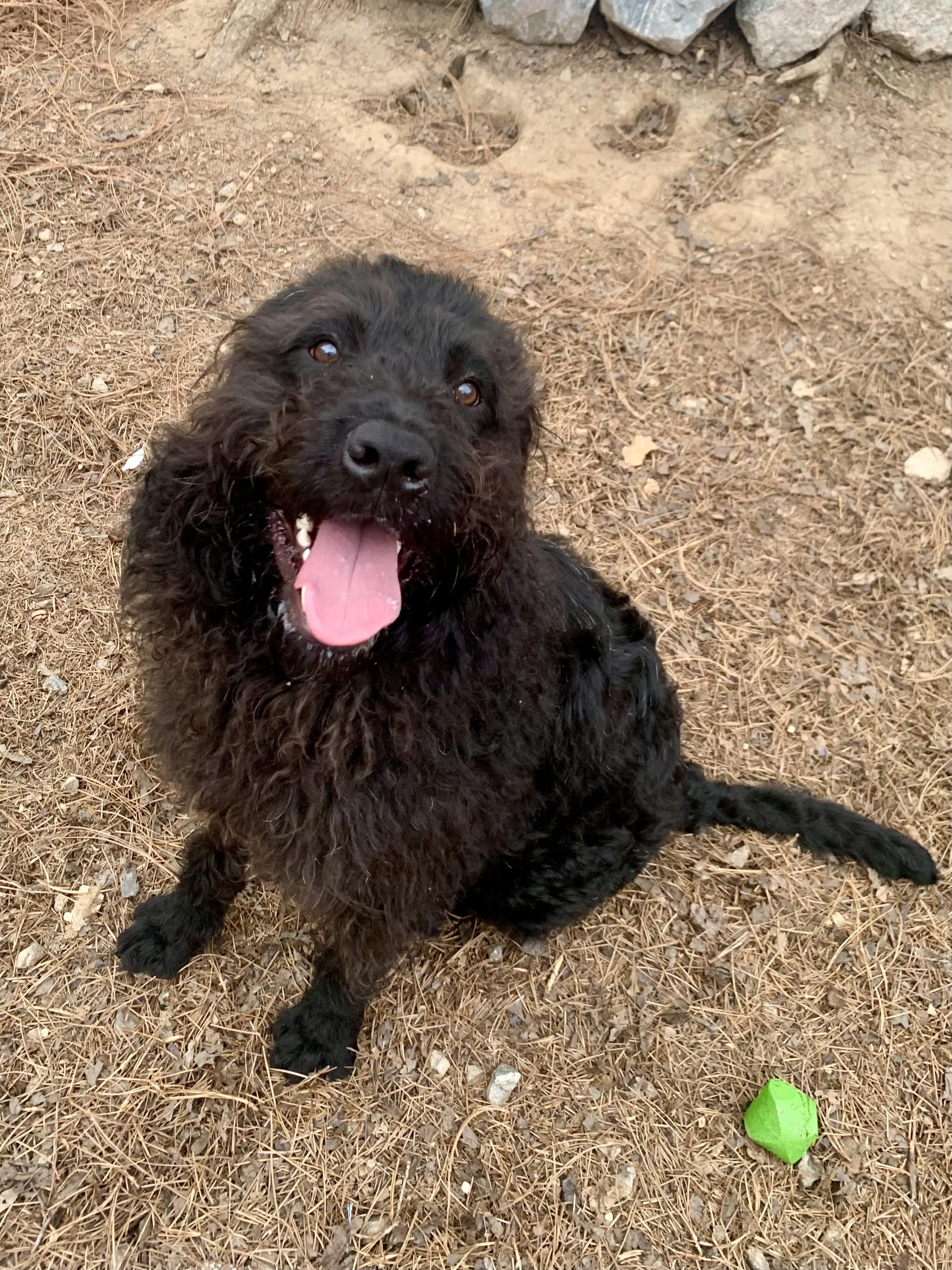 Enlarge Bear, a ADOPTABLE mixed breed in Richmond, VA image 3/4
