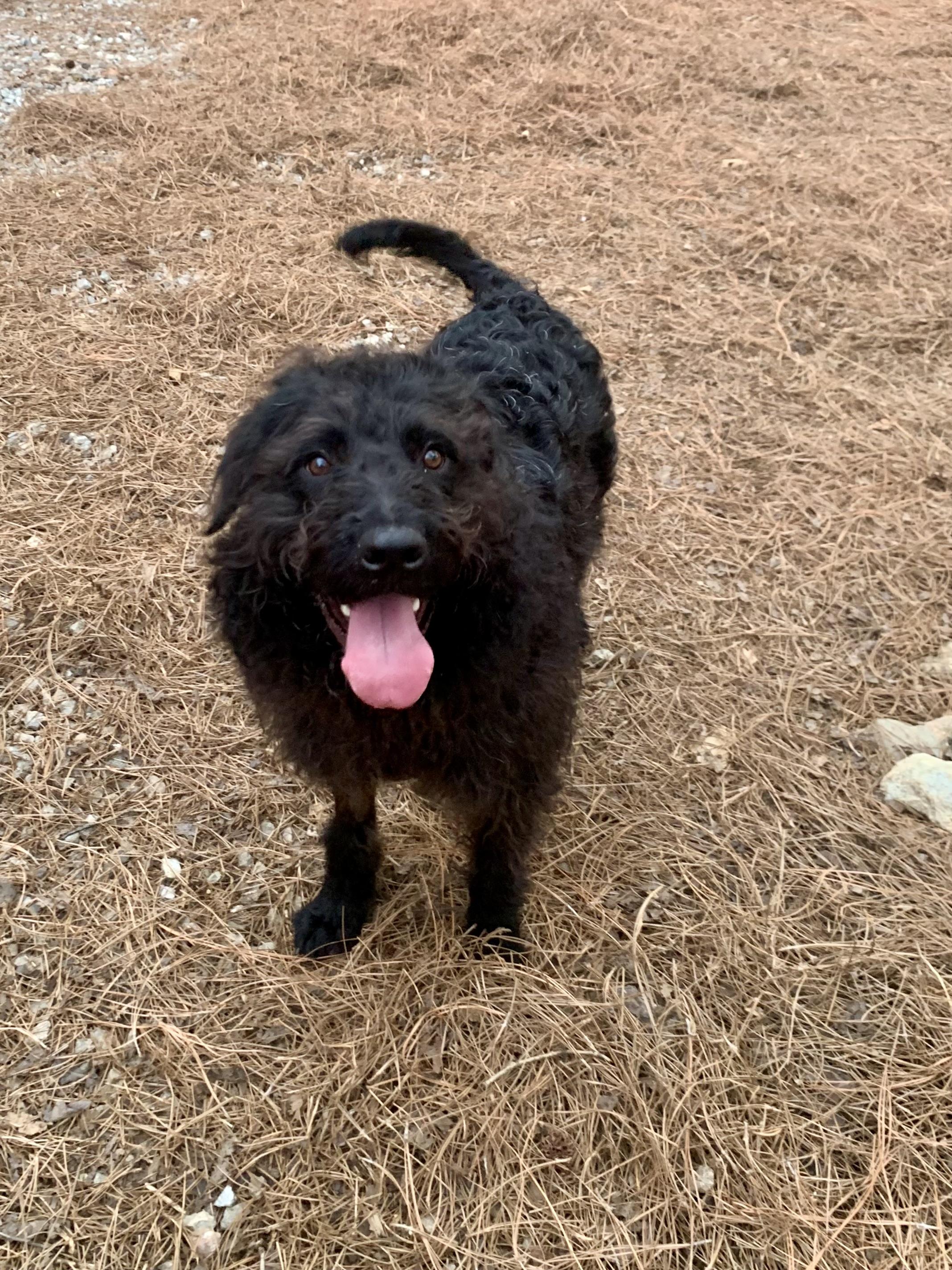 Enlarge Bear, a ADOPTABLE mixed breed in Richmond, VA image 2/4