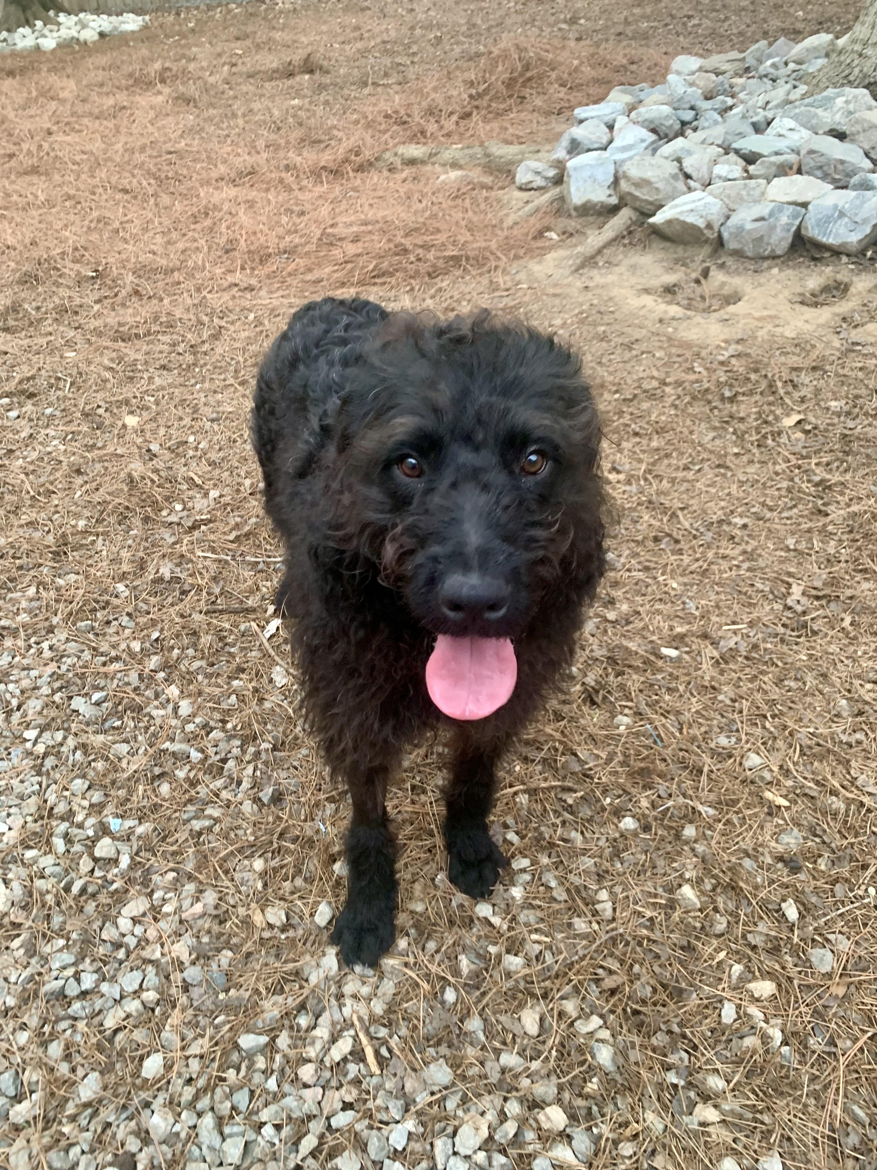Bear, ADOPTABLE, Young Male Poodle.