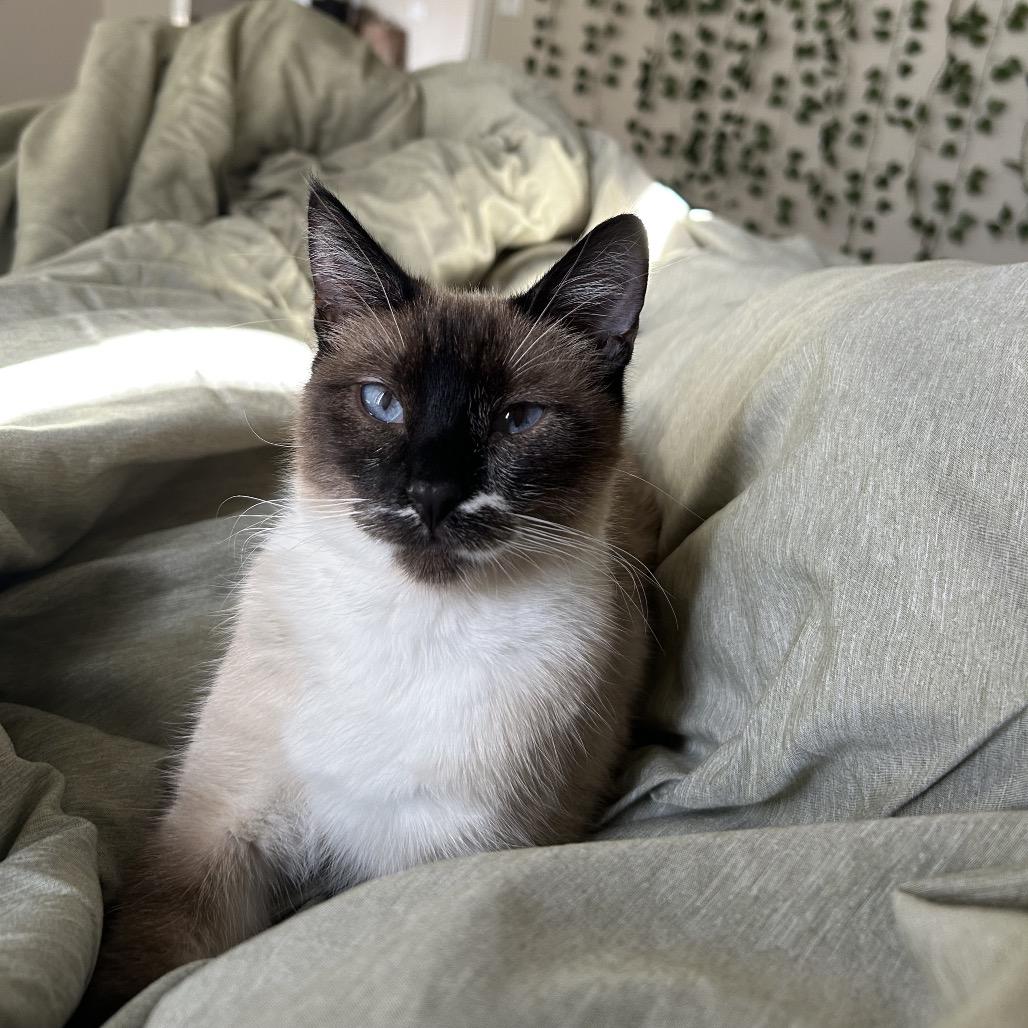 Thumbelina, a Adoptable Domestic Short Hair in Phoenix, AZ image 1/6