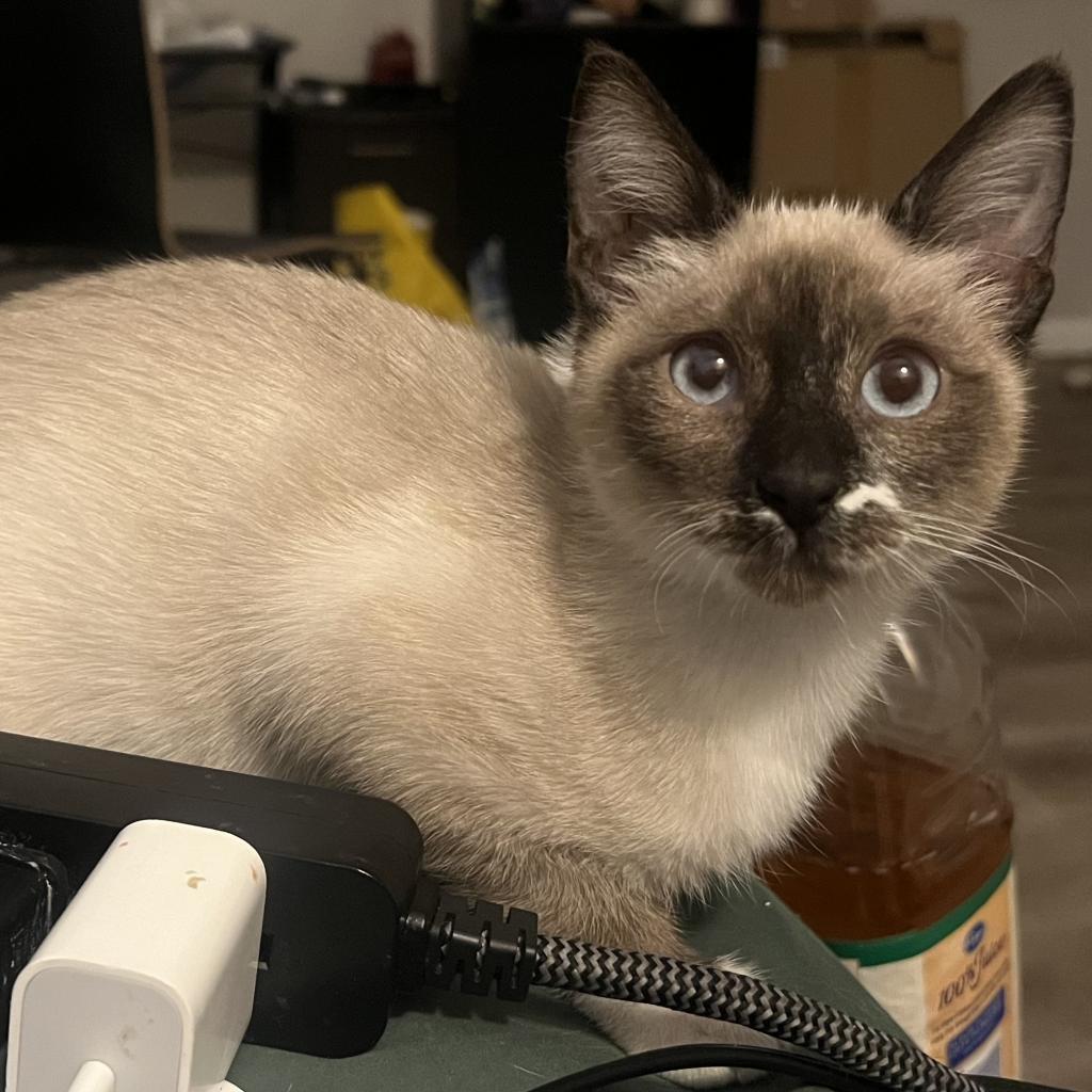 Thumbelina, a Adoptable Domestic Short Hair in Phoenix, AZ image 2/6