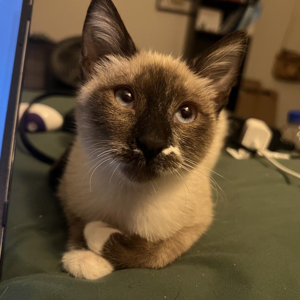 Thumbelina, a Adoptable Domestic Short Hair in Phoenix, AZ image 4/6