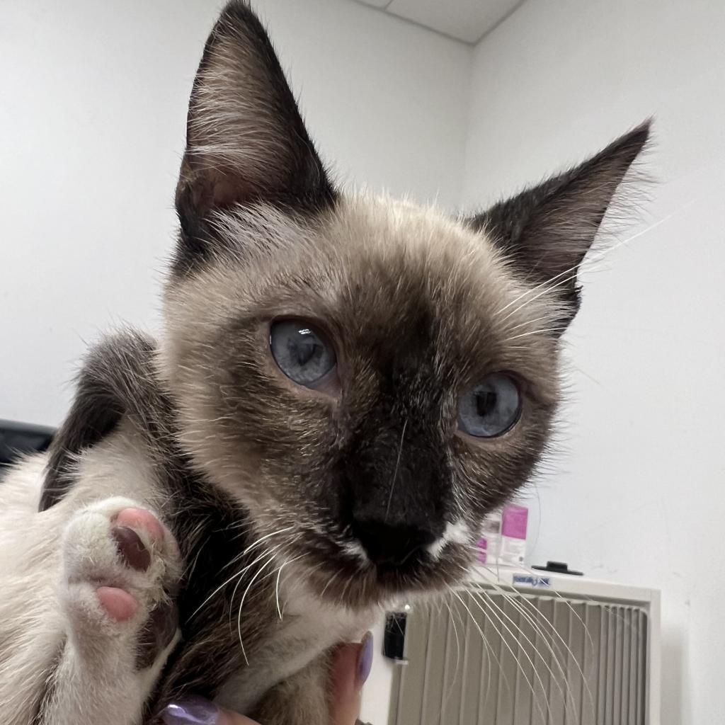 Thumbelina, a Adoptable Domestic Short Hair in Phoenix, AZ image 4/6