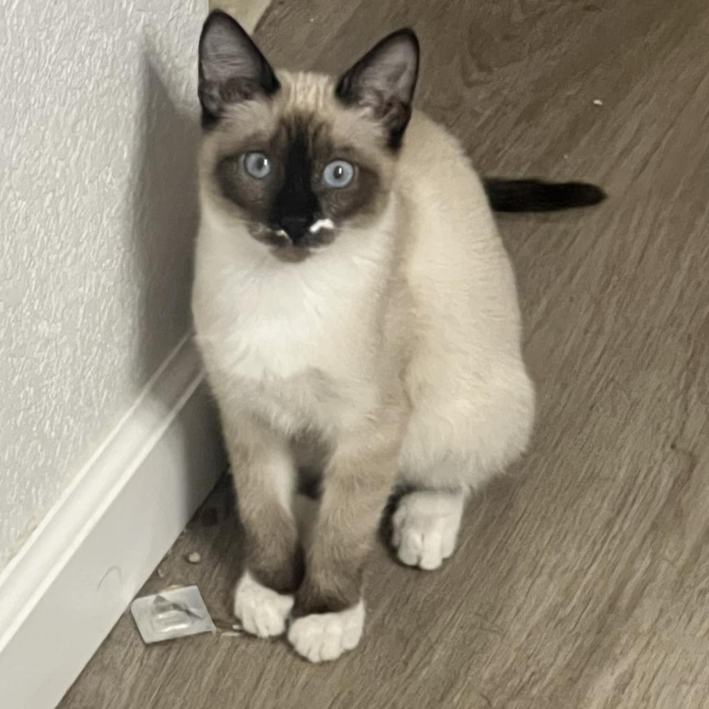 Thumbelina, a Adoptable Domestic Short Hair in Phoenix, AZ image 5/6