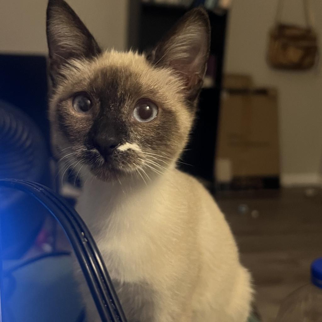 Thumbelina, a Adoptable Domestic Short Hair in Phoenix, AZ image 6/6