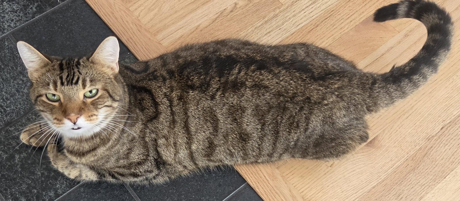 Taloo, Adoptable, Adult Male Domestic Short Hair.