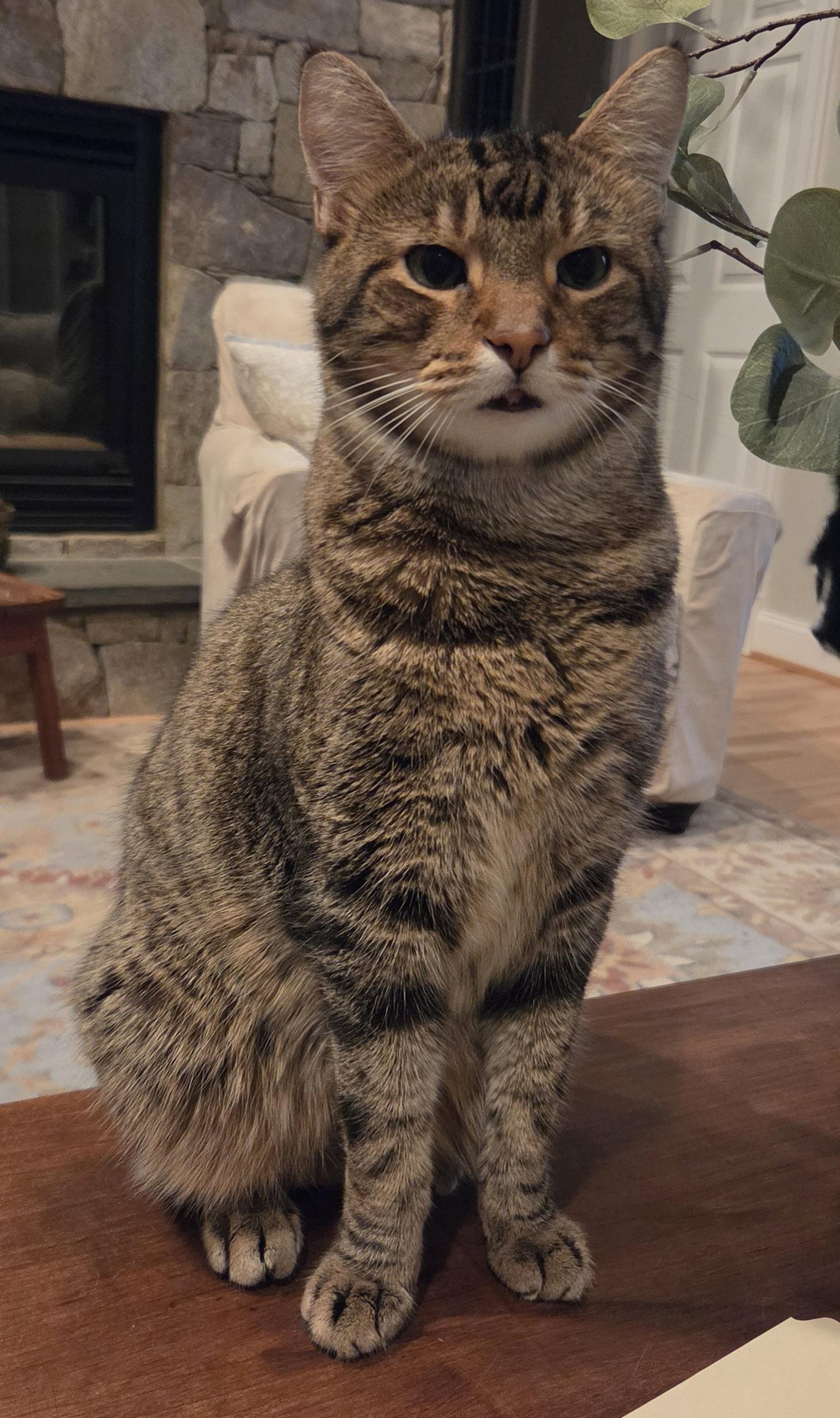 Enlarge Taloo, a Adoptable Domestic Short Hair in Reston, VA image 2/3