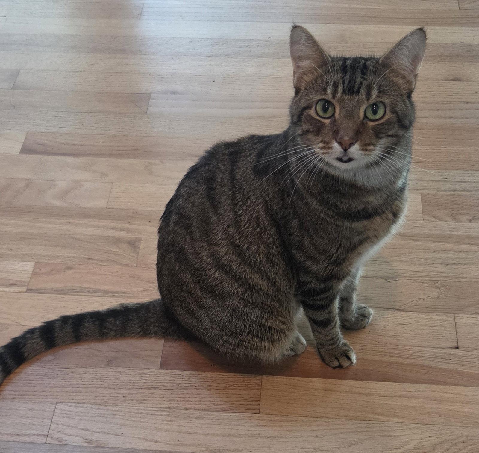 Enlarge Taloo, a Adoptable Domestic Short Hair in Reston, VA image 3/3