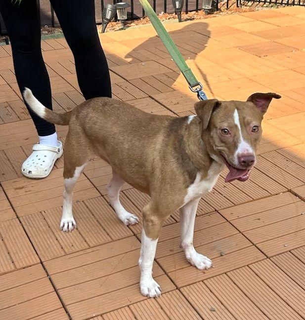 GOLDIE (ohiosdrescue@gmail.com), ADOPTABLE, Adult Female Hound.