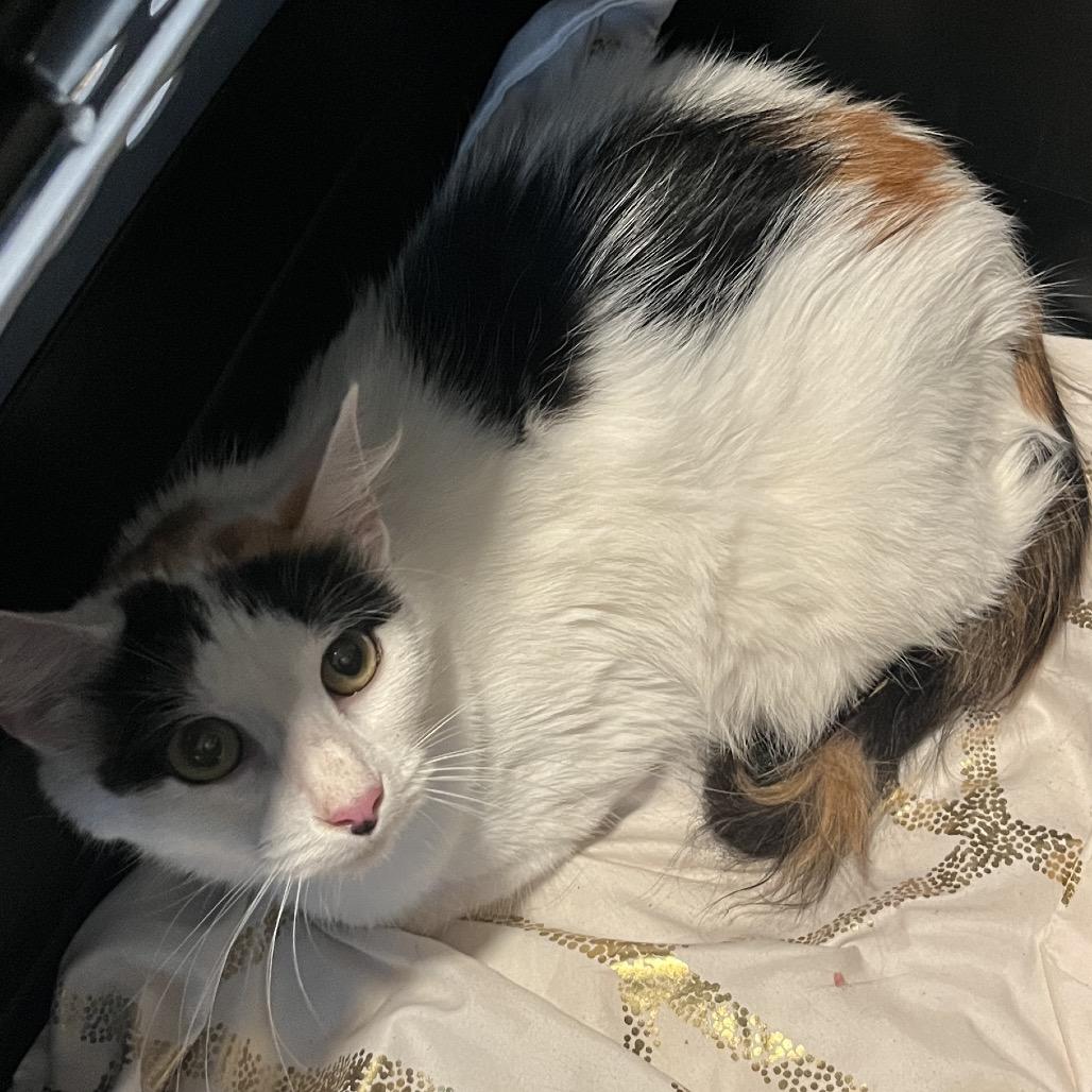 Howard, Adoptable, Kitten Male Domestic Long Hair.