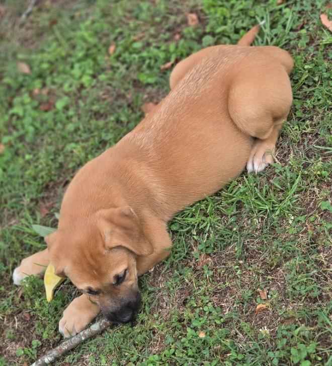 Enlarge Spock, an adopted mixed breed in Enfield , CT image 2/5