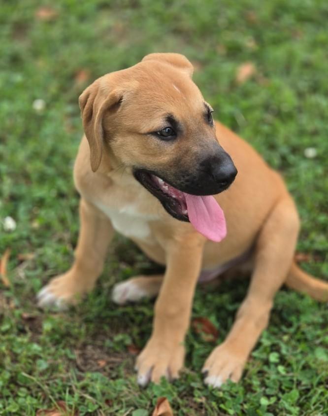 Enlarge Spock, an adopted mixed breed in Enfield , CT image 5/5