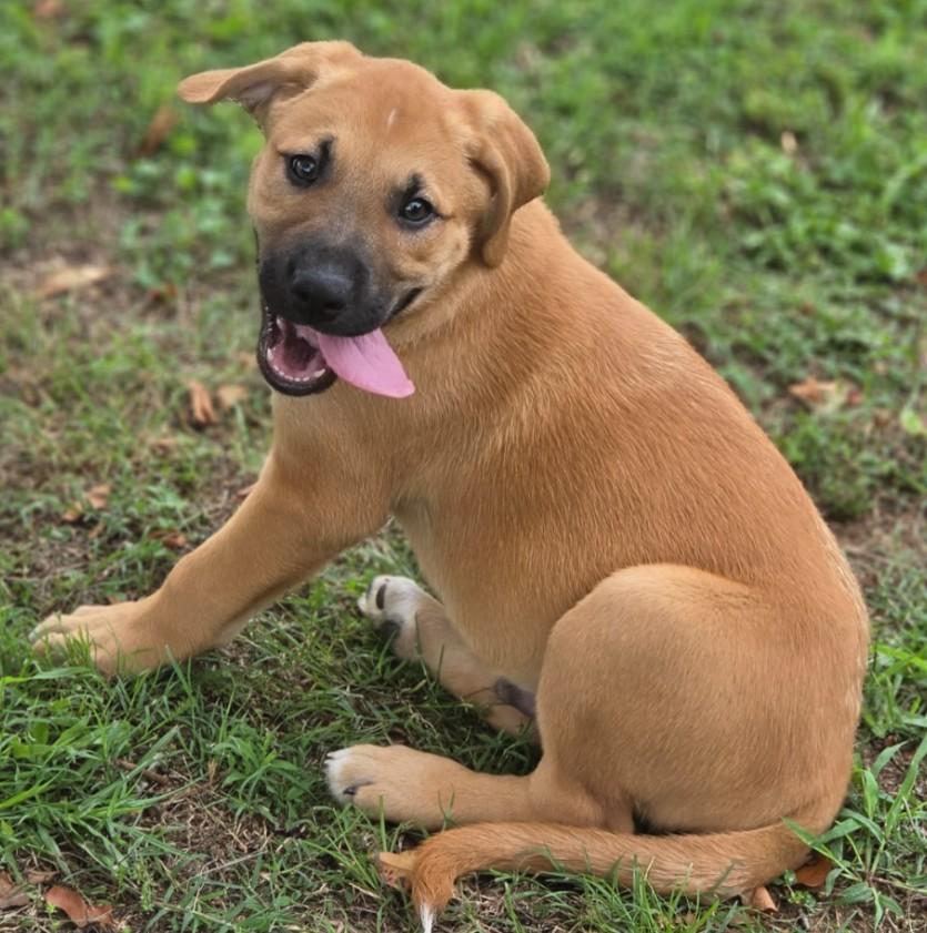 Enlarge Spock, an adopted mixed breed in Enfield , CT image 3/5