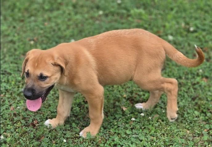 Spock, adopted, Puppy Male Labrador Retriever & Black Mouth Cur.