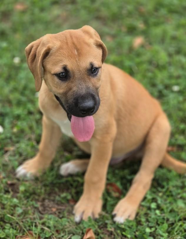 Enlarge Spock, an adopted mixed breed in Enfield , CT image 4/5