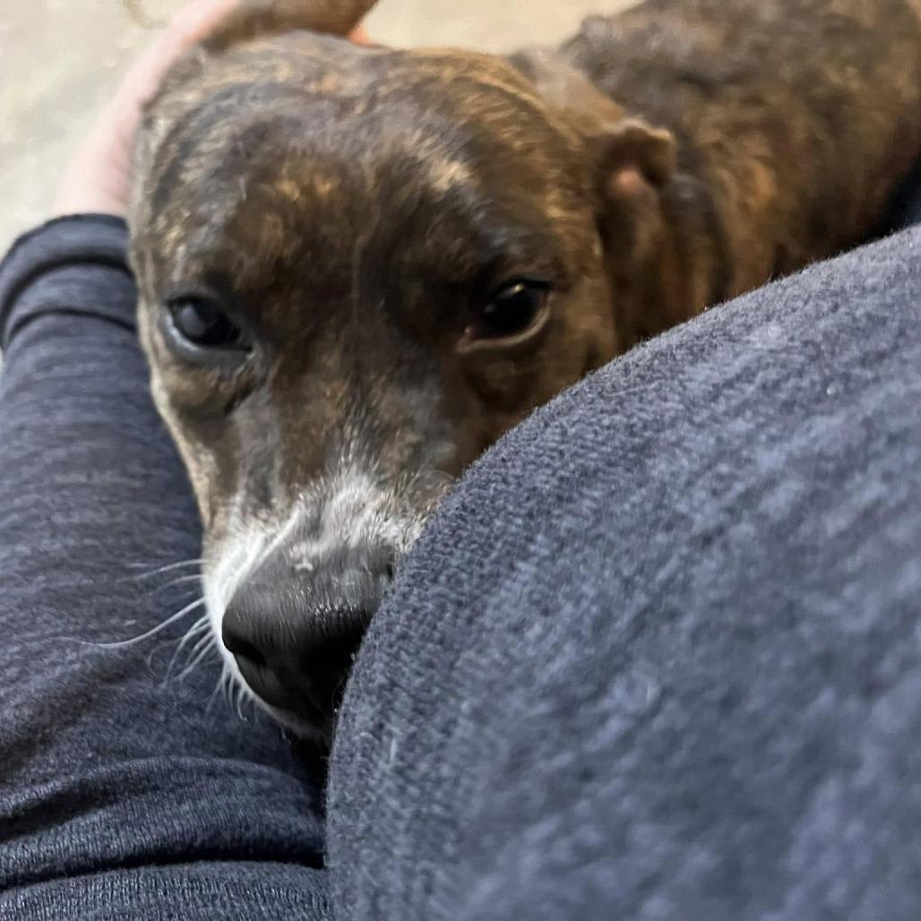 Mae Mae, Adoptable, Adult Female Mixed Breed.