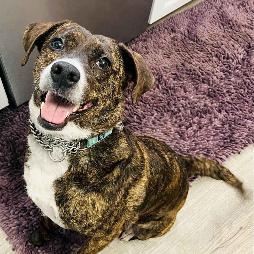 Mae Mae, a Adoptable Mixed Breed in Olathe, KS image 2/6