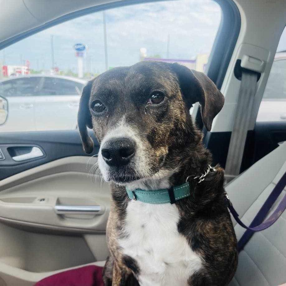 Mae Mae, a Adoptable Mixed Breed in Olathe, KS image 4/6