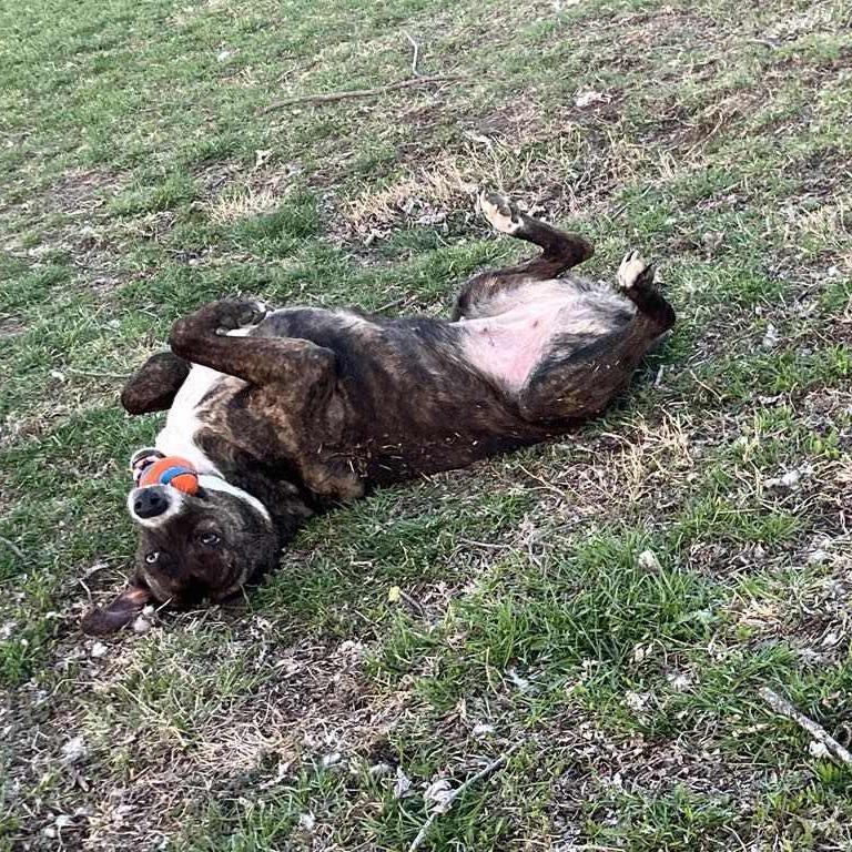 Mae Mae, a Adoptable Mixed Breed in Olathe, KS image 5/6