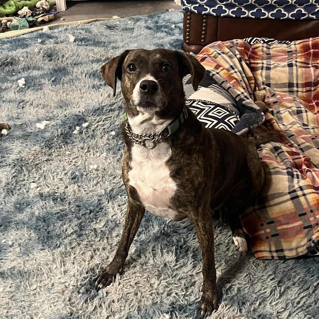 Mae Mae, a Adoptable Mixed Breed in Olathe, KS image 6/6