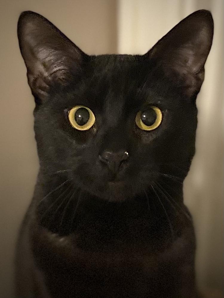 Randy, Adoptable, Kitten Male Domestic Short Hair.