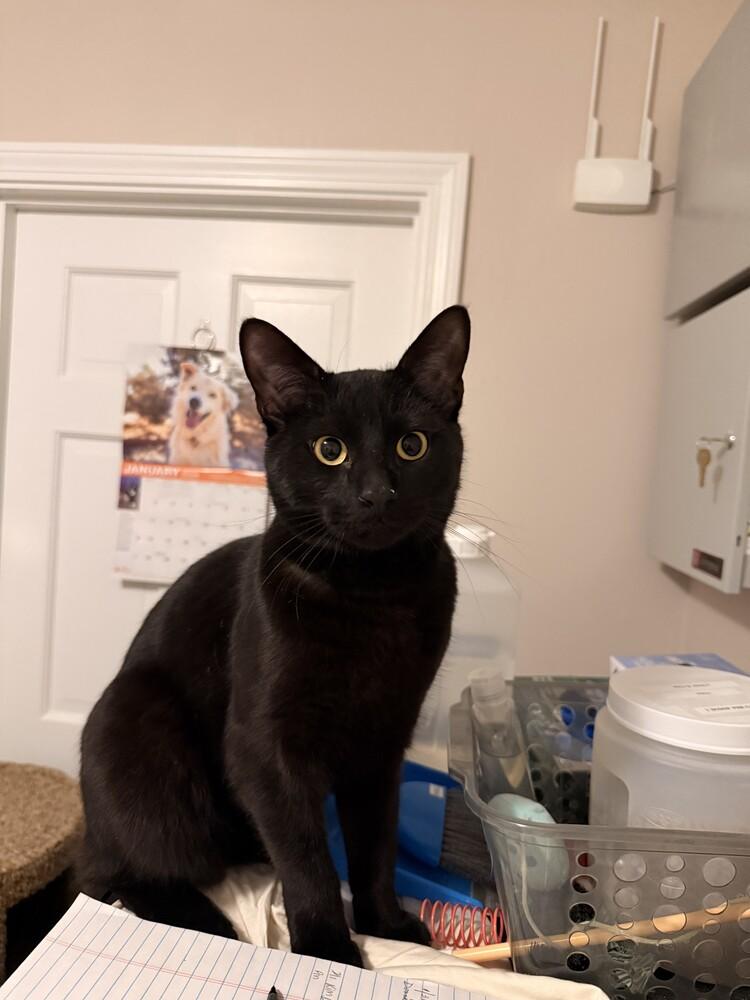 Enlarge Randy, a Adoptable mixed breed in Duxbury, MA image 2/5