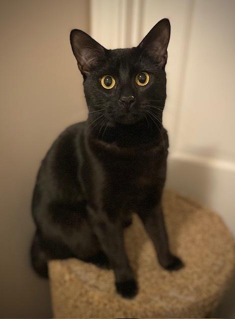 Enlarge Randy, a Adoptable mixed breed in Duxbury, MA image 3/5