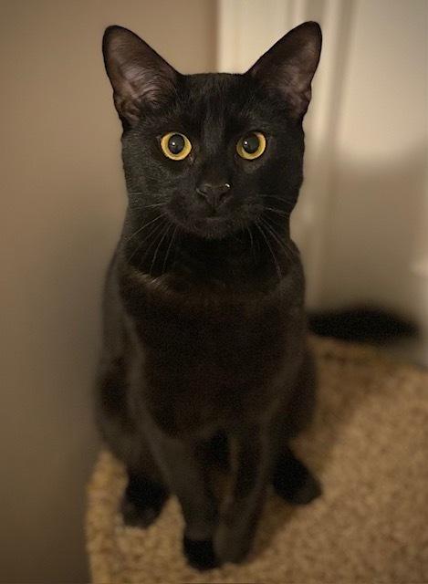 Enlarge Randy, a Adoptable mixed breed in Duxbury, MA image 5/5