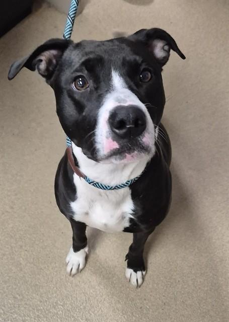 Enlarge PINK MOON, a Adoptable Pit Bull Terrier in Decatur, IL image 1/1