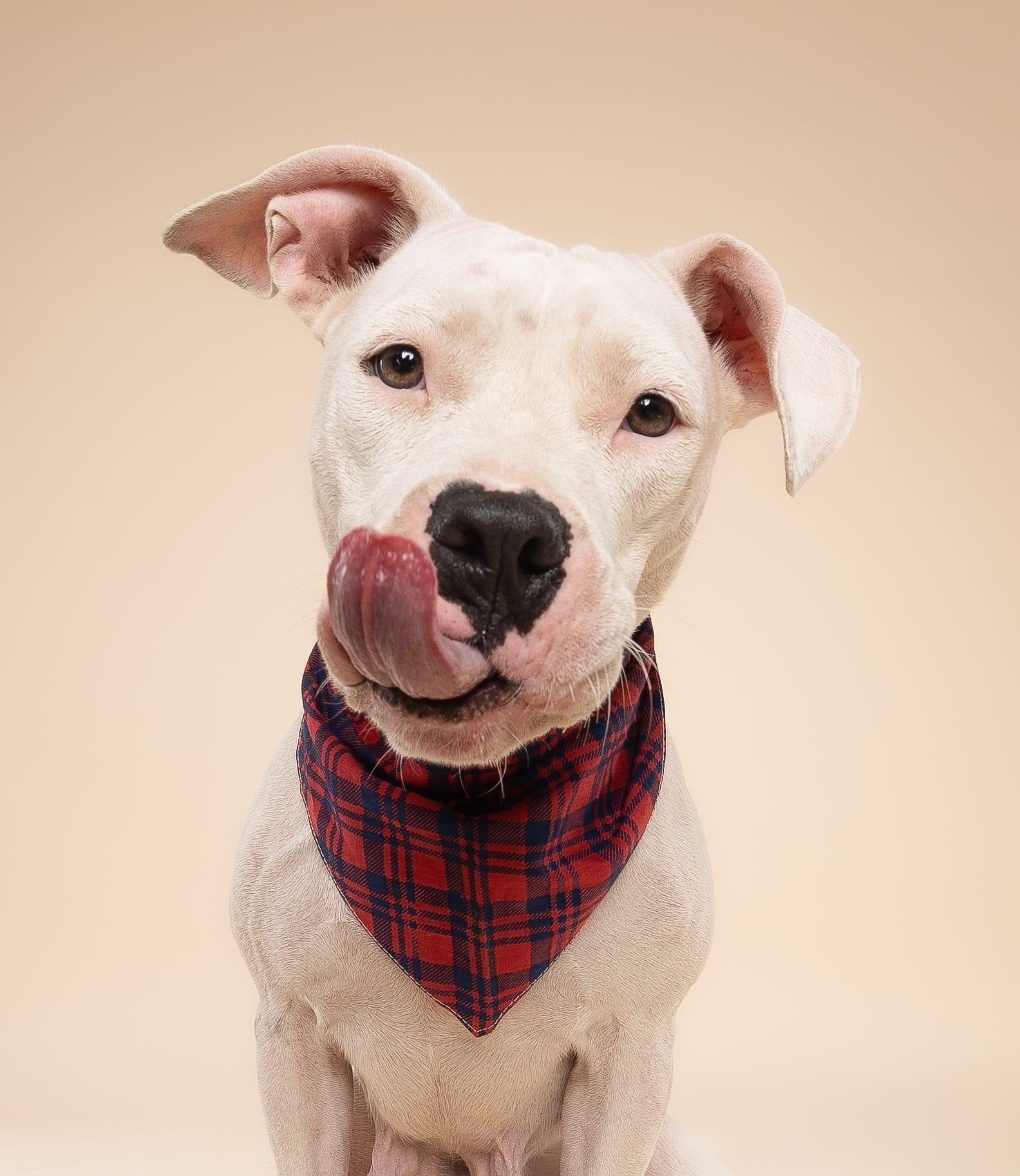 Pinkie, an adoptable Pit Bull Terrier in orlando, FL image 1/5