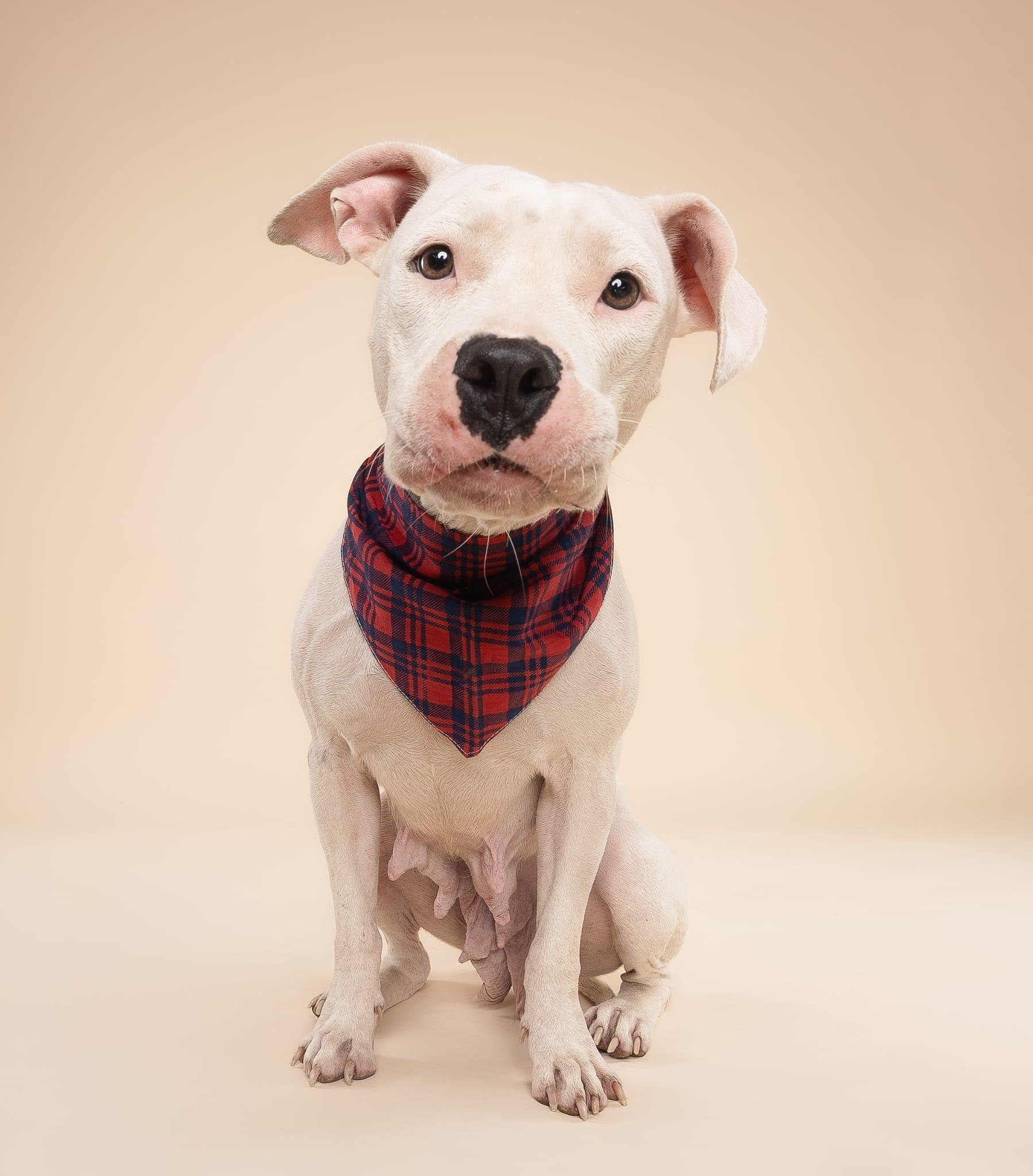 Pinkie, an adoptable Pit Bull Terrier in orlando, FL image 3/5
