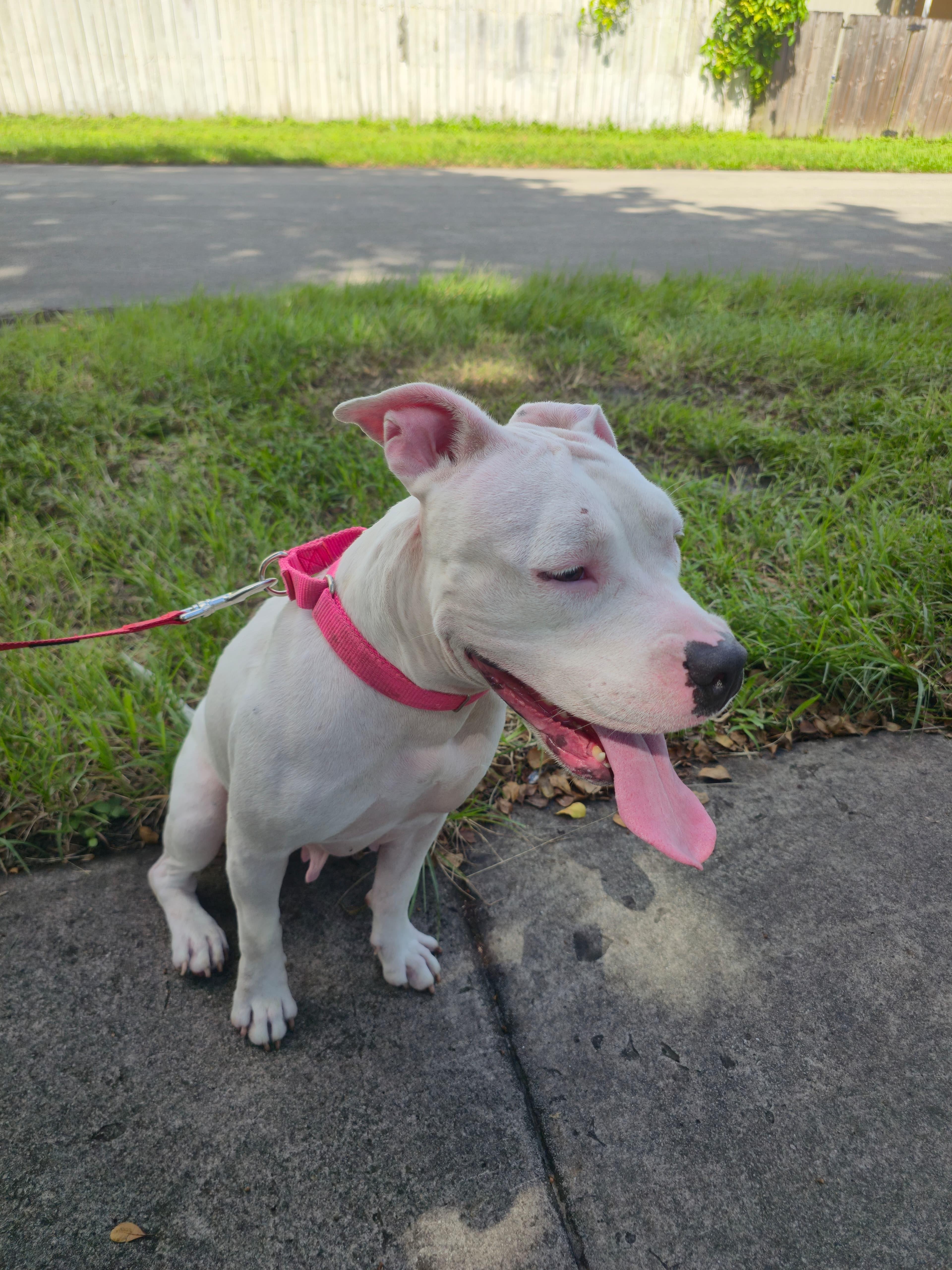 Pinkie, an adoptable Pit Bull Terrier in orlando, FL image 5/5