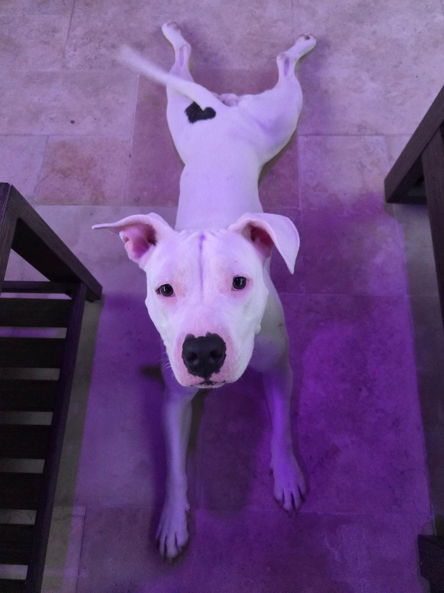 Pinkie, an adoptable Pit Bull Terrier in orlando, FL image 2/5