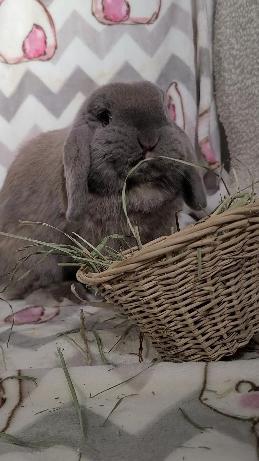 Kelsey, Adopted, Young Female Holland Lop.