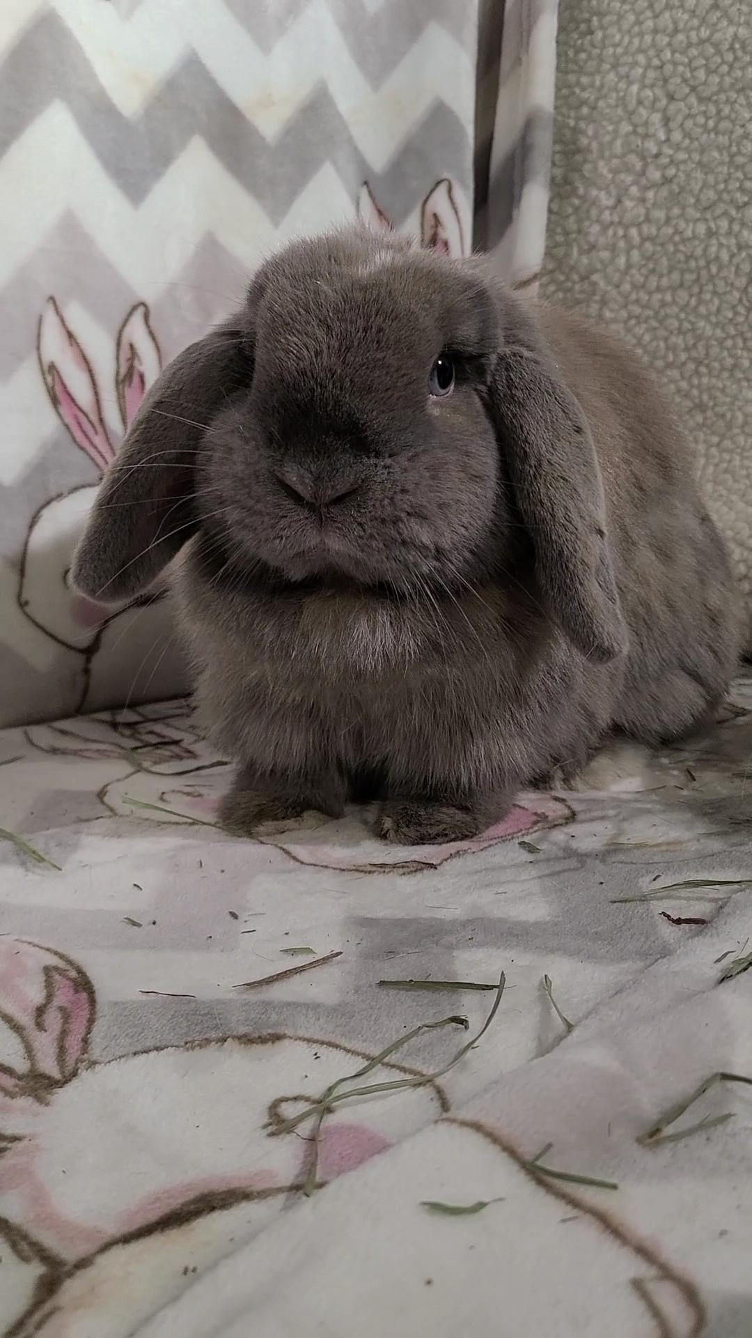 Enlarge Kelsey, a Adopted Holland Lop in Waynesboro, VA image 2/6