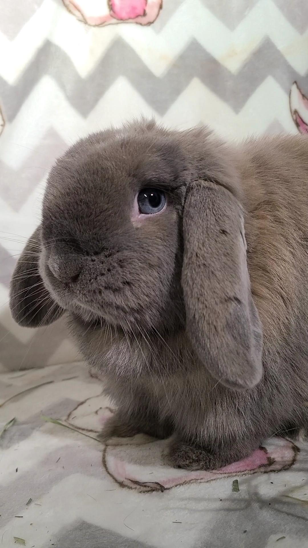 Enlarge Kelsey, a Adopted Holland Lop in Waynesboro, VA image 3/6