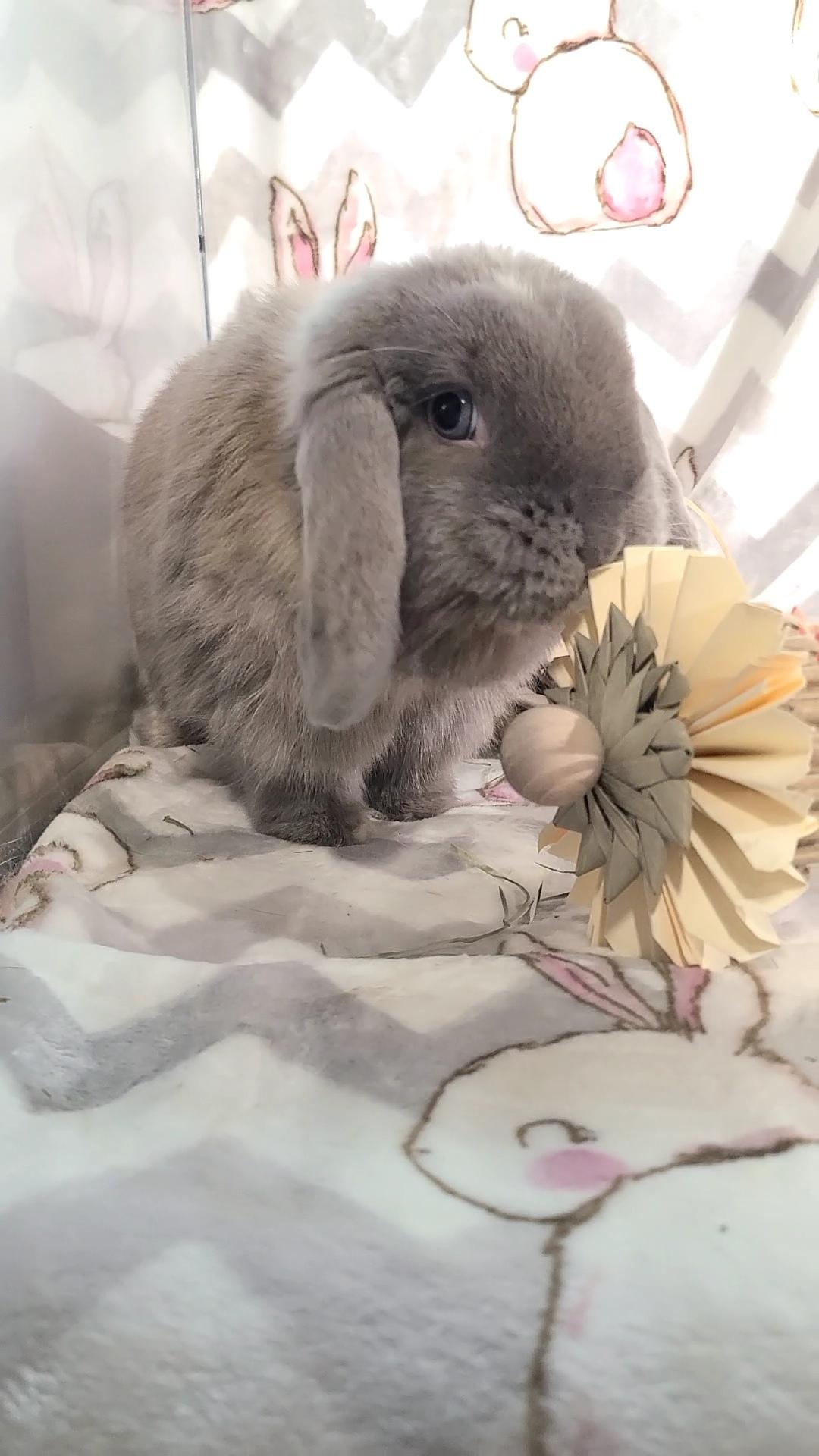 Enlarge Kelsey, a Adopted Holland Lop in Waynesboro, VA image 4/6