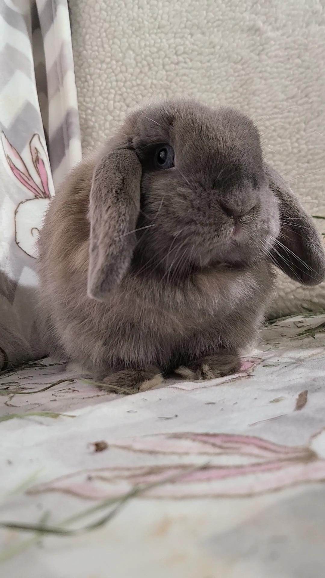 Enlarge Kelsey, a Adopted Holland Lop in Waynesboro, VA image 5/6
